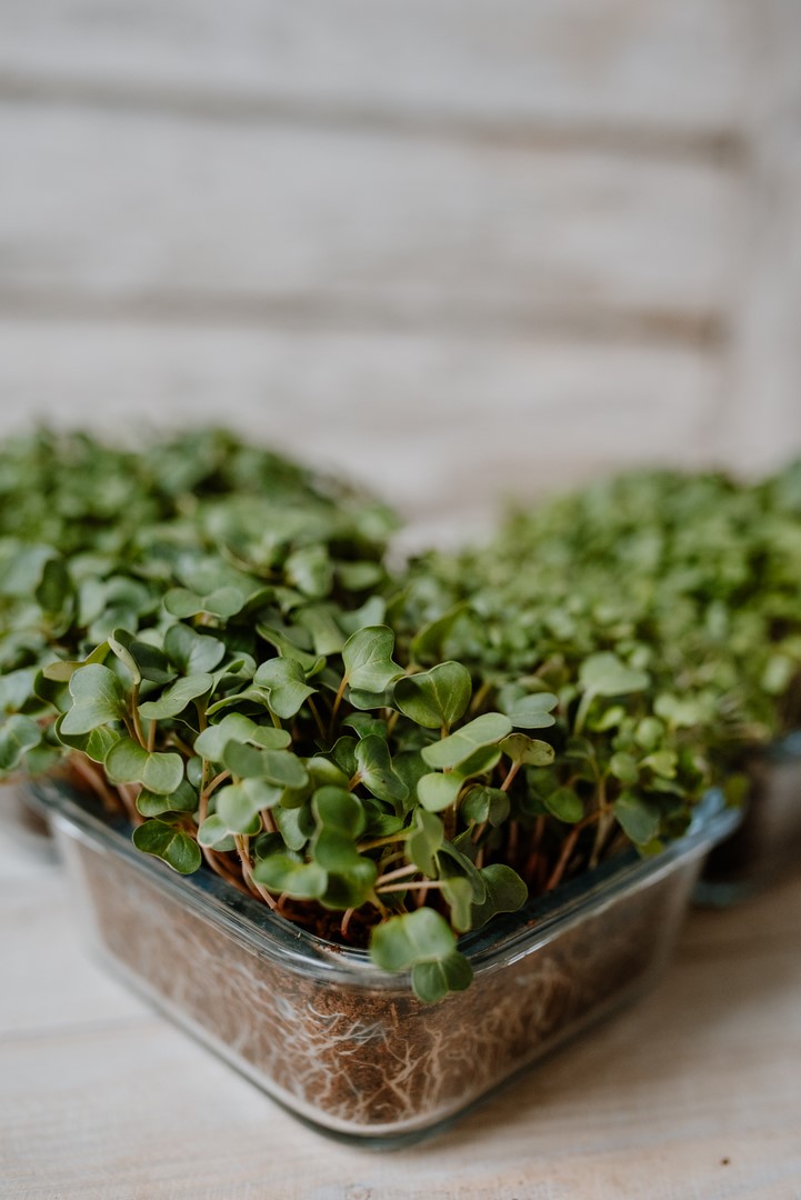 mikrolistki bazylii własciwej zielonej